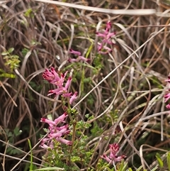 Fumaria muralis subsp. muralis (Wall Fumitory) at Reservoir, VIC - 16 Sep 2024 by Jamjunkie