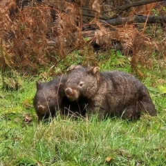 Vombatus ursinus (Common wombat, Bare-nosed Wombat) at Clonbinane, VIC - 16 Sep 2024 by atticus