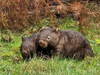 Vombatus ursinus (Common wombat, Bare-nosed Wombat) at Clonbinane, VIC - 16 Sep 2024 by atticus