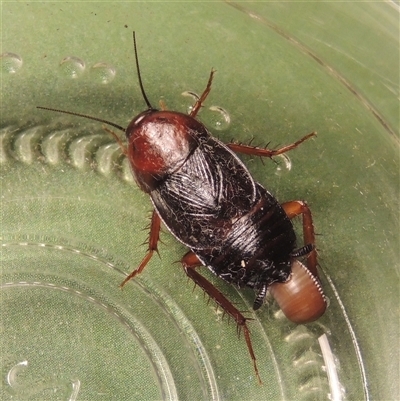 Paratemnopteryx couloniana (A native cockroach) at Conder, ACT - 27 Jan 2024 by MichaelBedingfield