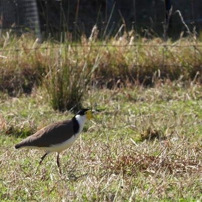 Vanellus miles (Masked Lapwing) at Oakdale, NSW - 16 Sep 2024 by bufferzone