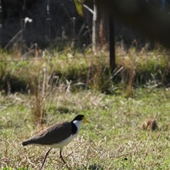 Vanellus miles at Oakdale, NSW - 17 Sep 2024