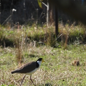 Vanellus miles at Oakdale, NSW - suppressed