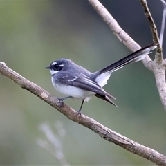 Rhipidura albiscapa (Grey Fantail) at Bulli, NSW - 14 Sep 2024 by jb2602