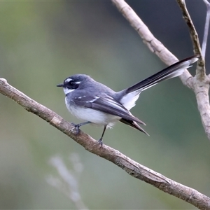 Rhipidura albiscapa at Bulli, NSW - 14 Sep 2024