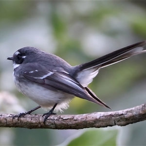 Rhipidura albiscapa at Bulli, NSW - 14 Sep 2024