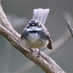 Rhipidura albiscapa at Bulli, NSW - 14 Sep 2024