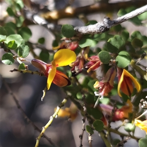 Bossiaea oligosperma at Oallen, NSW - suppressed