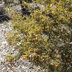 Bossiaea oligosperma at Oallen, NSW - suppressed