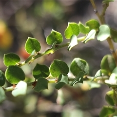 Bossiaea oligosperma at Oallen, NSW - suppressed