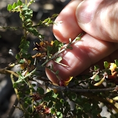 Bossiaea oligosperma at Oallen, NSW - suppressed