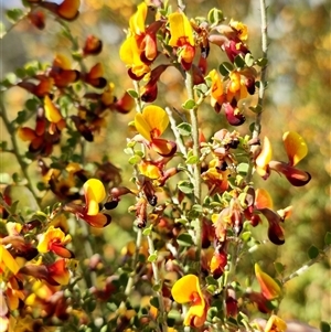 Bossiaea oligosperma at Oallen, NSW - suppressed