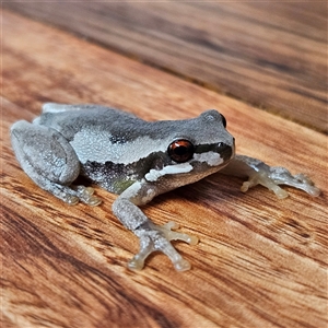 Litoria quiritatus at Braidwood, NSW - 17 Sep 2024