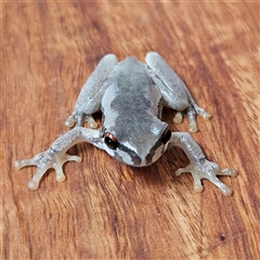 Litoria quiritatus at Braidwood, NSW - 17 Sep 2024