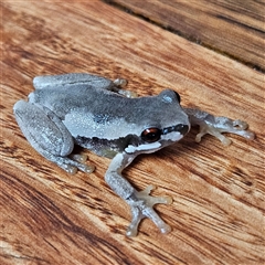 Litoria quiritatus at Braidwood, NSW - 17 Sep 2024 10:30 AM