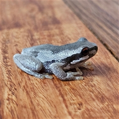 Litoria quiritatus at Braidwood, NSW - 17 Sep 2024 10:30 AM