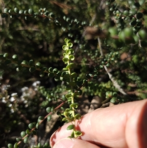 Persoonia asperula at Oallen, NSW - suppressed