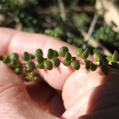 Persoonia asperula at Oallen, NSW - 9 Sep 2024