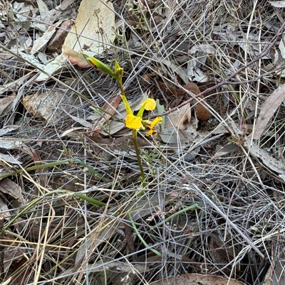 Diuris pardina (Leopard Doubletail) at Watson, ACT - 17 Sep 2024 by Louisab