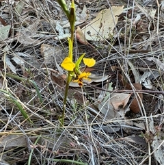 Diuris pardina at Watson, ACT - 17 Sep 2024