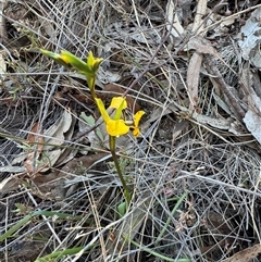 Diuris pardina at Watson, ACT - 17 Sep 2024