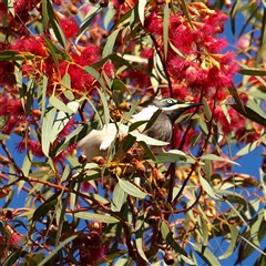 Entomyzon cyanotis (Blue-faced Honeyeater) at Rankins Springs, NSW - 29 Sep 2018 by MatthewFrawley