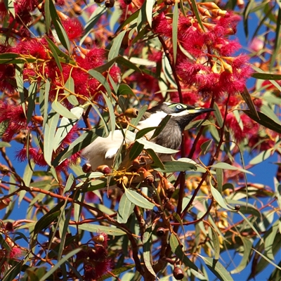 Entomyzon cyanotis (Blue-faced Honeyeater) at Rankins Springs, NSW - 29 Sep 2018 by MatthewFrawley