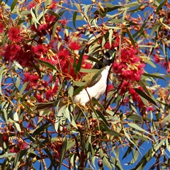 Entomyzon cyanotis at Rankins Springs, NSW - 29 Sep 2018