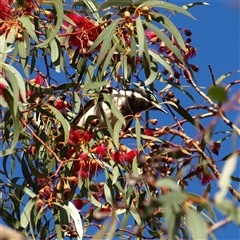 Entomyzon cyanotis at Rankins Springs, NSW - 29 Sep 2018