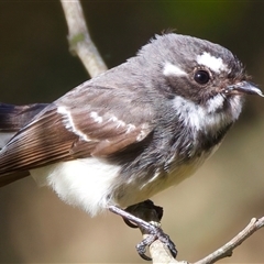 Rhipidura albiscapa (Grey Fantail) at Woonona, NSW - 15 Sep 2024 by jb2602