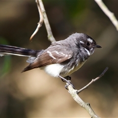 Rhipidura albiscapa at Woonona, NSW - 15 Sep 2024