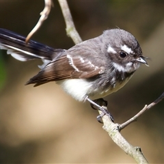 Rhipidura albiscapa at Woonona, NSW - 15 Sep 2024