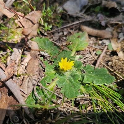 Cymbonotus sp. (preissianus or lawsonianus) (Bears Ears) at Captains Flat, NSW - 17 Sep 2024 by Csteele4