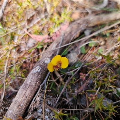 Bossiaea prostrata (Creeping Bossiaea) at Captains Flat, NSW - 17 Sep 2024 by Csteele4