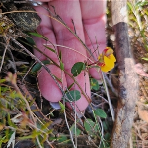 Bossiaea prostrata at Captains Flat, NSW - 17 Sep 2024