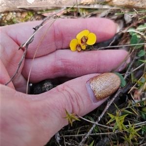 Bossiaea prostrata at Captains Flat, NSW - 17 Sep 2024