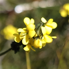 Sphaerolobium minus (Globe-pea) at Tianjara, NSW - 9 Sep 2024 by RobG1