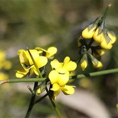 Sphaerolobium minus at Tianjara, NSW - 9 Sep 2024