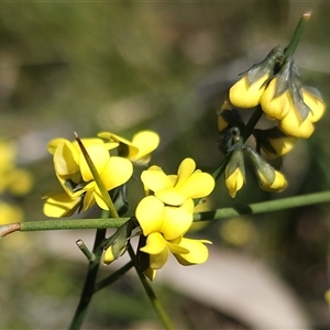 Sphaerolobium minus at Tianjara, NSW - 9 Sep 2024