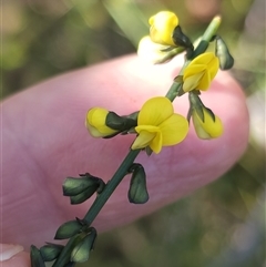 Sphaerolobium minus at Tianjara, NSW - 9 Sep 2024