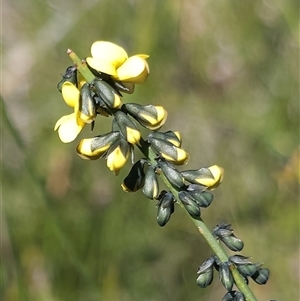 Sphaerolobium minus at Tianjara, NSW - 9 Sep 2024