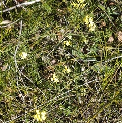 Sphaerolobium minus at Tianjara, NSW - 9 Sep 2024 11:31 AM