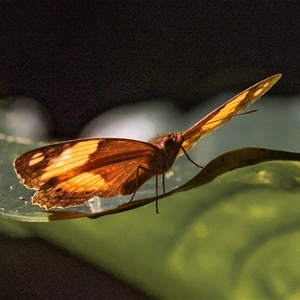 Yoma sabina at Bundaberg North, QLD by Petesteamer