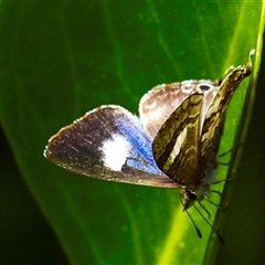 Philiris innotatus at Burnett Heads, QLD - 4 Jul 2024 by Petesteamer