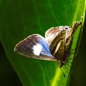 Philiris innotatus at Burnett Heads, QLD by Petesteamer