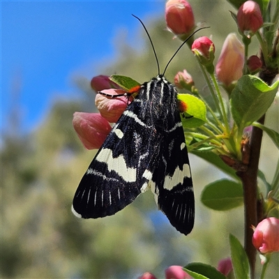 Phalaenoides glycinae (Grapevine Moth) at Braidwood, NSW - 17 Sep 2024 by MatthewFrawley