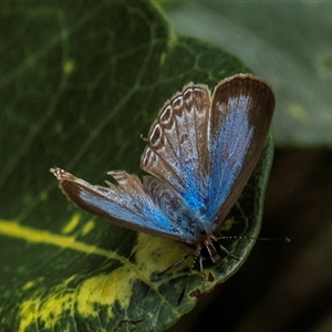 Leptotes plinius at Burnett Heads, QLD by Petesteamer