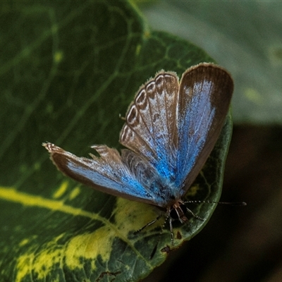 Leptotes plinius at Burnett Heads, QLD - 4 Jul 2024 by Petesteamer