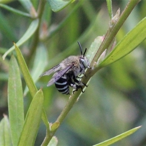 Amegilla sp. (genus) at Mount Kembla, NSW - 23 Dec 2023