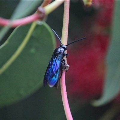 Austroscolia soror (Blue Flower Wasp) at Mount Kembla, NSW - 1 Jan 2024 by BackyardHabitatProject